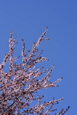 Mavi gökyüzüne karşı çiçekli Siyah Kiraz Erik dalları Latince adı Prunus cerasifera Nigra