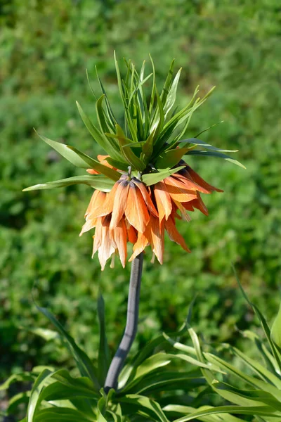 Kraliyet Çiçekleri Latince Adı Fritillaria Emperialis — Stok fotoğraf