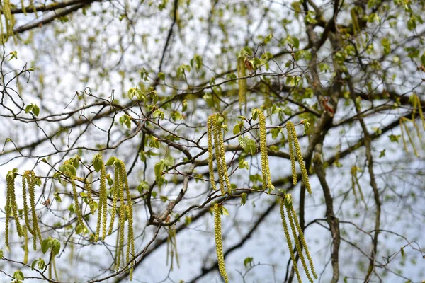 Evropské Chmelové Větve Květinami Latinský Název Ostrya Carpinifolia — Stock fotografie