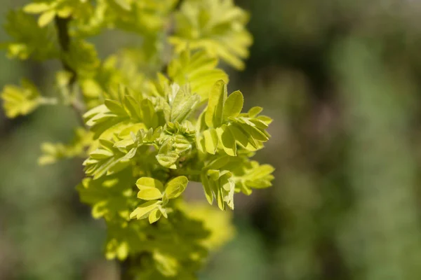 Gałąź Syberyjskiego Grochu Nowymi Liśćmi Nazwa Łacińska Caragana Arborescens — Zdjęcie stockowe