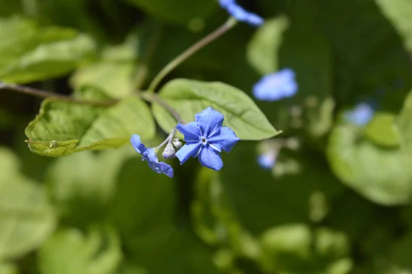 Flores Ojos Azules María Nombre Latino Omphalodes Verna —  Fotos de Stock