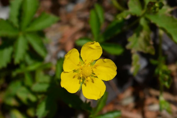 Creeping Cinquefoil Yellow Flower Nombre Latino Potentilla Reptans — Foto de Stock