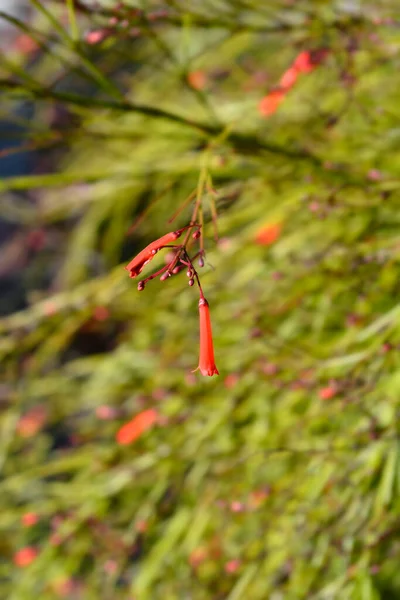 꽃봉오리 Firecracker 식물의 라틴어 Russelia Equisetiformis — 스톡 사진