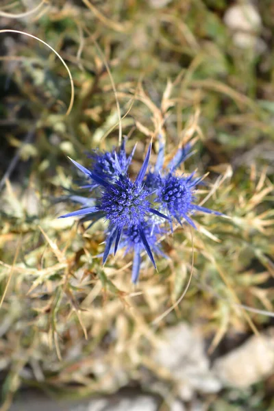 Amethyst Eryngo Flower Nombre Latino Eryngium Amethystinum —  Fotos de Stock