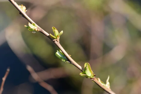 Японський Філіал Кінс Ніколіні Новими Листками Латинською Назвою Chaenomeles Superba — стокове фото