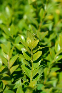 Genel kutu - Latince adı - Buxus sempervirens