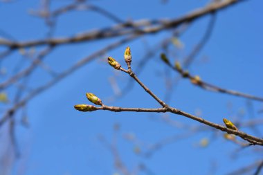 Tomurcuklu Norveç akçaağaç dalları - Latince adı - Acer platanoides