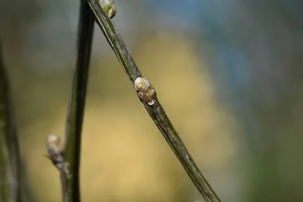 Arbusto Guisante Siberiano Con Brotes Hojas Nombre Latino Caragana Arborescens —  Fotos de Stock