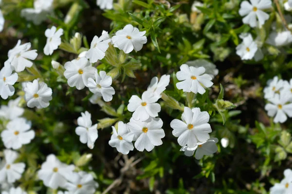 Creeping Phlox White Delight Flowers Латинское Название Phlox Subulata White — стоковое фото