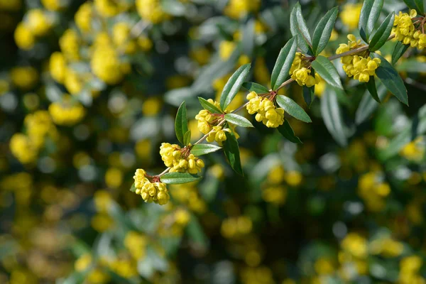 Wintergreen Barberry Branch Flowers Latin Name Berberis Julianae — Stock Photo, Image