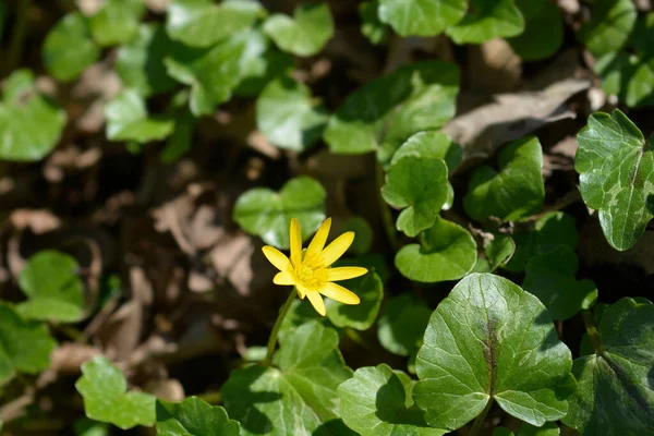 Mniejszy Kwiat Wiolonczeli Nazwa Łacińska Ficaria Verna — Zdjęcie stockowe