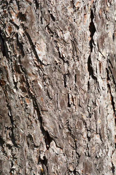 Detail Aus Schwarzer Kiefernrinde Lateinischer Name Pinus Nigra — Stockfoto