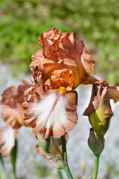 Iris Barbu Fleurs Gingembre Sauvage Nom Latin Iris Barbata Elatior — Photo