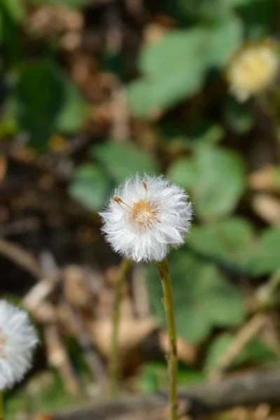 Coltsfoot Seed Head Латинское Название Tussilago Farfara — стоковое фото