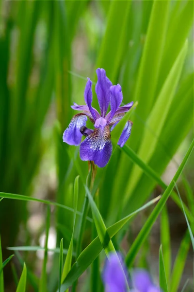 Iride Siberiana Nome Latino Iris Sibirica — Foto Stock