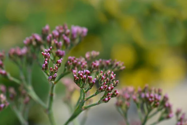 Salt Lake Sea Lavander Flower Buds Latin Name Limonium Salt — Stock Photo, Image