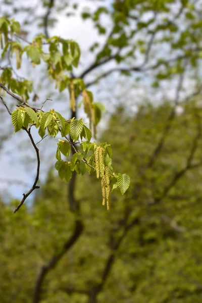 花とヨーロッパのホップのホーンビームの枝 ラテン語名 Ostrya Carpinifolia — ストック写真