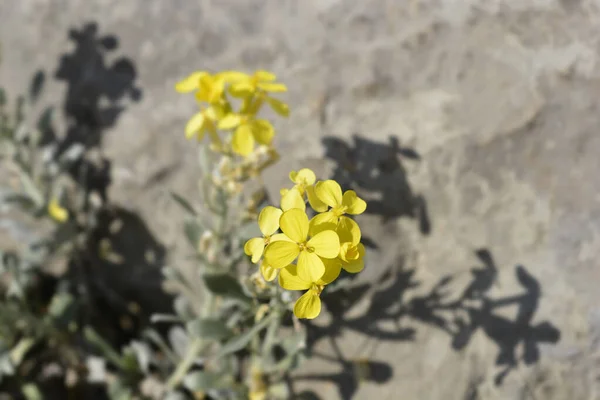 Kroatische Endemische Pflanze Lateinischer Name Fibigia Triquetra — Stockfoto