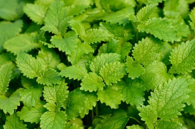 Limon yaprağı - Latince adı - Melissa officinalis