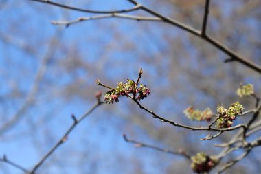 Çiçekli İran demirağacı dalı - Latince adı - Parrotia persica