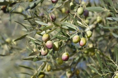 Meyveli yaygın zeytin dalları - Latince adı - Olea europaea