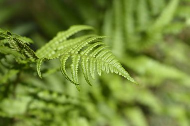 Tipik erkek eğreltiotu yaprakları - Latince adı - Dryopteris filix-mas