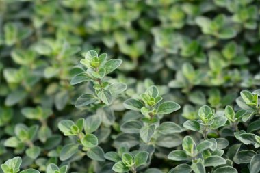 Tatlı marjoram yaprakları - Latince adı - Origanum majorana