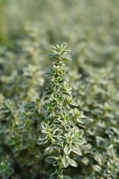 Bladeren Van Silver Queenthyme Latijnse Naam Thymus Citriodorus Silver Queen — Stockfoto