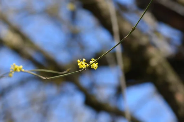 Kornelisk Körsbärsgren Med Gula Blommor Latinskt Namn Cornus Mas — Stockfoto