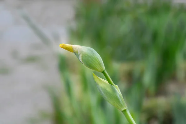 Uzun Sakallı Iris Foxfire Çiçeği Tomurcuğu Latince Adı Iris Barbata — Stok fotoğraf