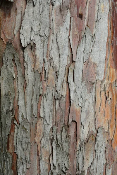 Irische Eibe Rinde Detail Lateinischer Name Taxus Baccata — Stockfoto