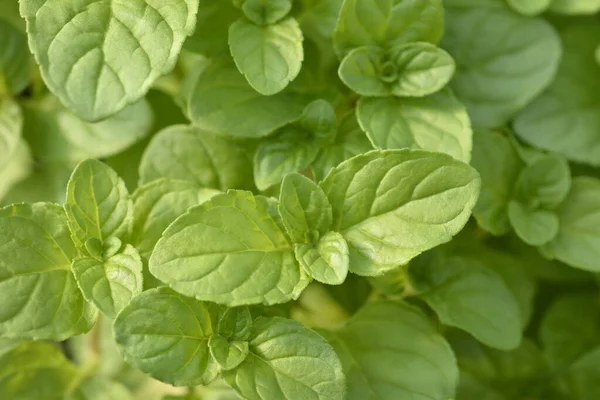 Dedaunan Basil Mint Nama Latin Mentha Piperita Citrata Basil — Stok Foto