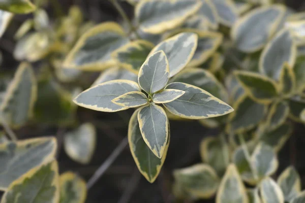 斑入り大花被片葉 ラテン語名 Vinca Major Variegata — ストック写真