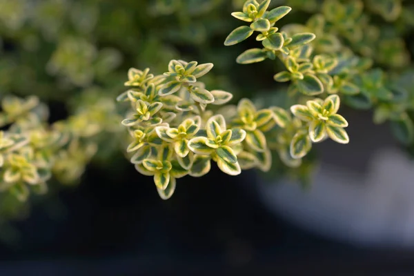 Lemon Thyme Leaves Latin Name Thymus Citriodorus — Stock Photo, Image
