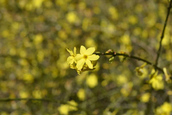 stock image Winter jasmine - Latin name - Jasminum nudiflorum