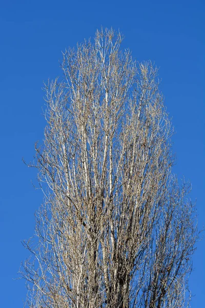 Lombardy Poplar Treetop Blue Sky Latin Name Populus Nigra Var — Stock Photo, Image