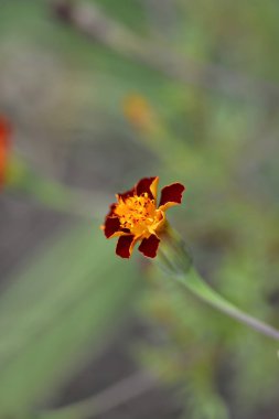 Fransız kadife çiçeği - Latince adı - Tagetes patula
