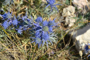 Ametist eryngo çiçekleri - Latince adı - Eryngium amethystinum