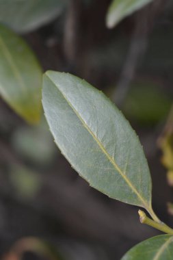 Laurel kiraz yaprakları - Latince adı - Prunus laurocerasus