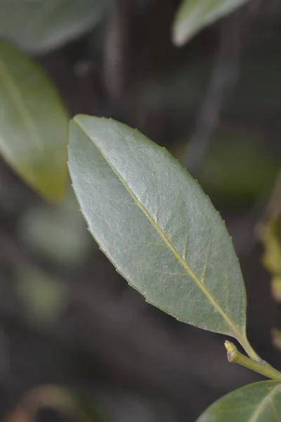 Liście Wiśni Laurowej Nazwa Łacińska Prunus Laurocerasus — Zdjęcie stockowe
