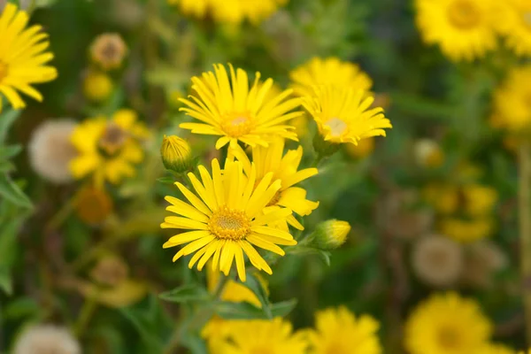 Falso Goldenaster Giallo Limone Nome Latino Heterotheca Camporum Var Glandulissimum — Foto Stock