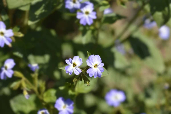 Bush Violet Flowers Latin Name Browallia Americana — Stock Photo, Image