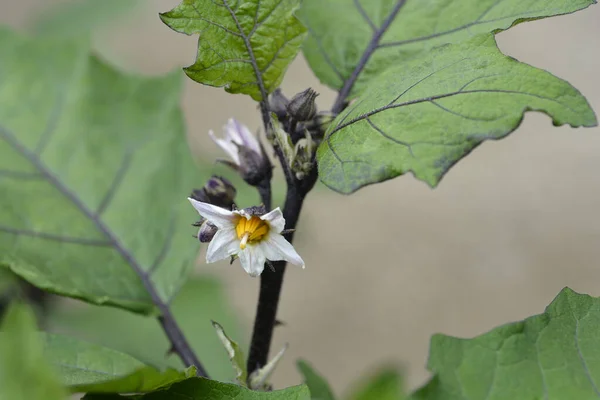 苦いトマトの花 ラテン名 Solanum Aethiopicum — ストック写真