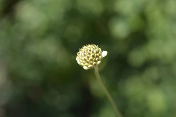 Έντονο Κίτρινο Μπουμπούκι Από Άνθη Κεφαλαριάς Latin Name Cephalaria Flava — Φωτογραφία Αρχείου
