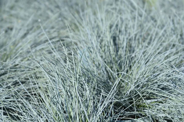 Hojas Festuca Azul Nombre Latino Festuca Glauca —  Fotos de Stock