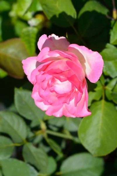 Rosa Royal Minueto Flor Nombre Latino Rosa Royal Minueto —  Fotos de Stock