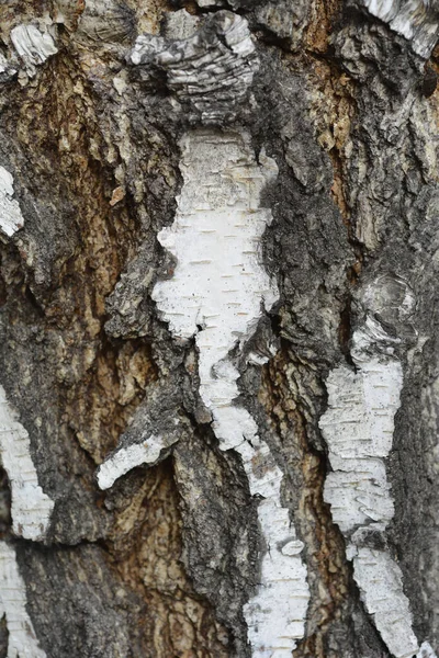 Detail Der Birkenrinde Lateinischer Name Betula Pendula — Stockfoto