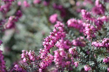 Darley Dale Heath - Latince adı Erica * Darleyensis Darley Dale