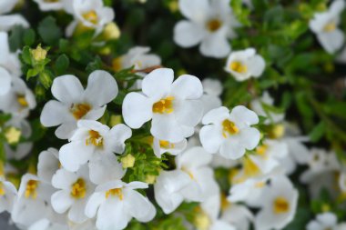 Süslü bacopa çiçekleri - Latince adı Chaenostoma cordatum