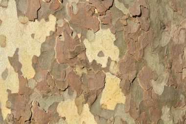Londra uçak kabuğu detayı - Latince adı Platanus x hispanica (Platanus x acerifolia)